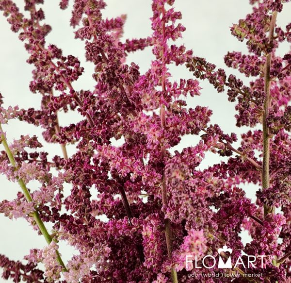 Astilbe Loud & Proud