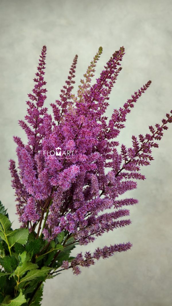Astilbe Maggie Daley
