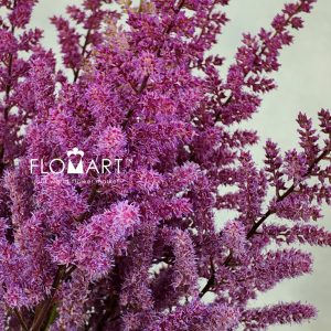 Astilbe Maggie Daley