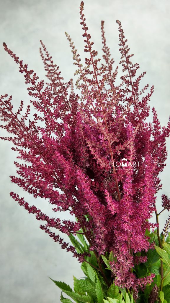 Astilbe Paul Gaarder