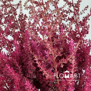 Astilbe Paul Gaarder