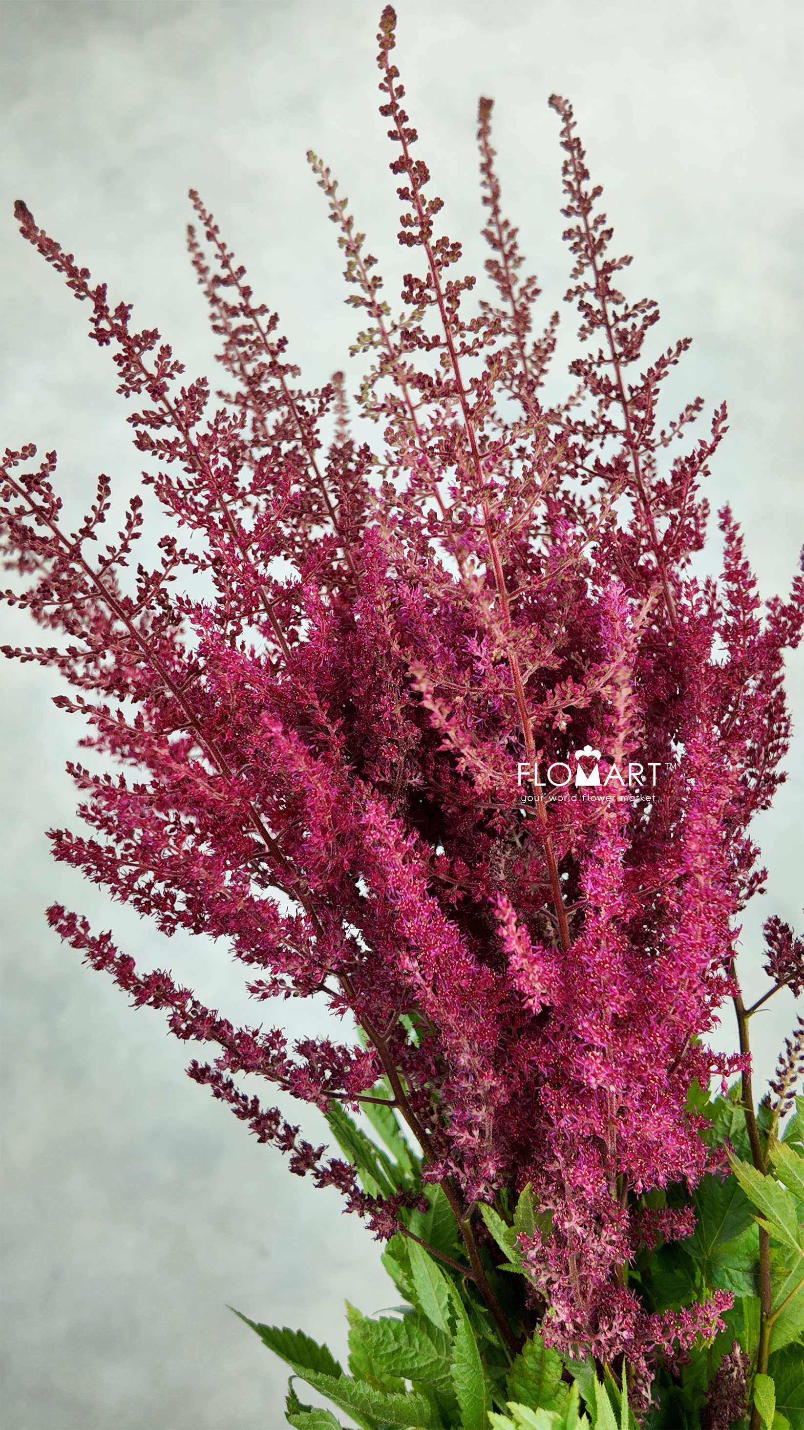 Astilbe Paul Gaarder - Image 1