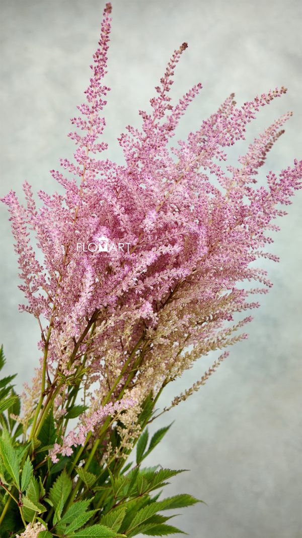 Astilbe Romanze