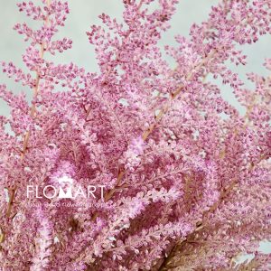 Astilbe Romanze