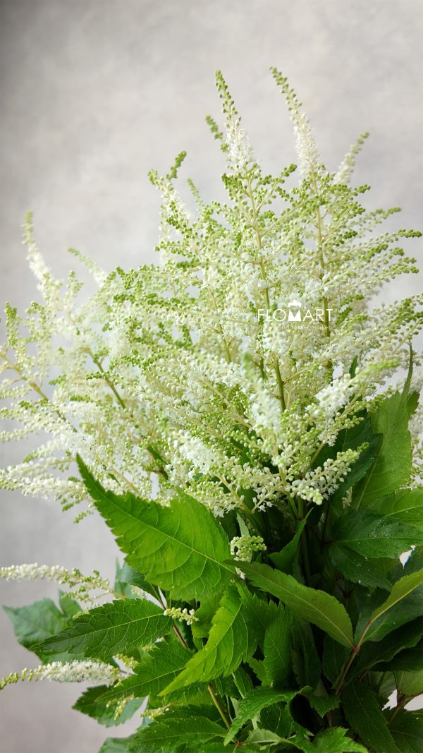 Astilbe Washington