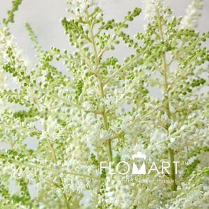Astilbe Washington