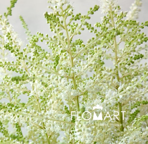 Astilbe Washington