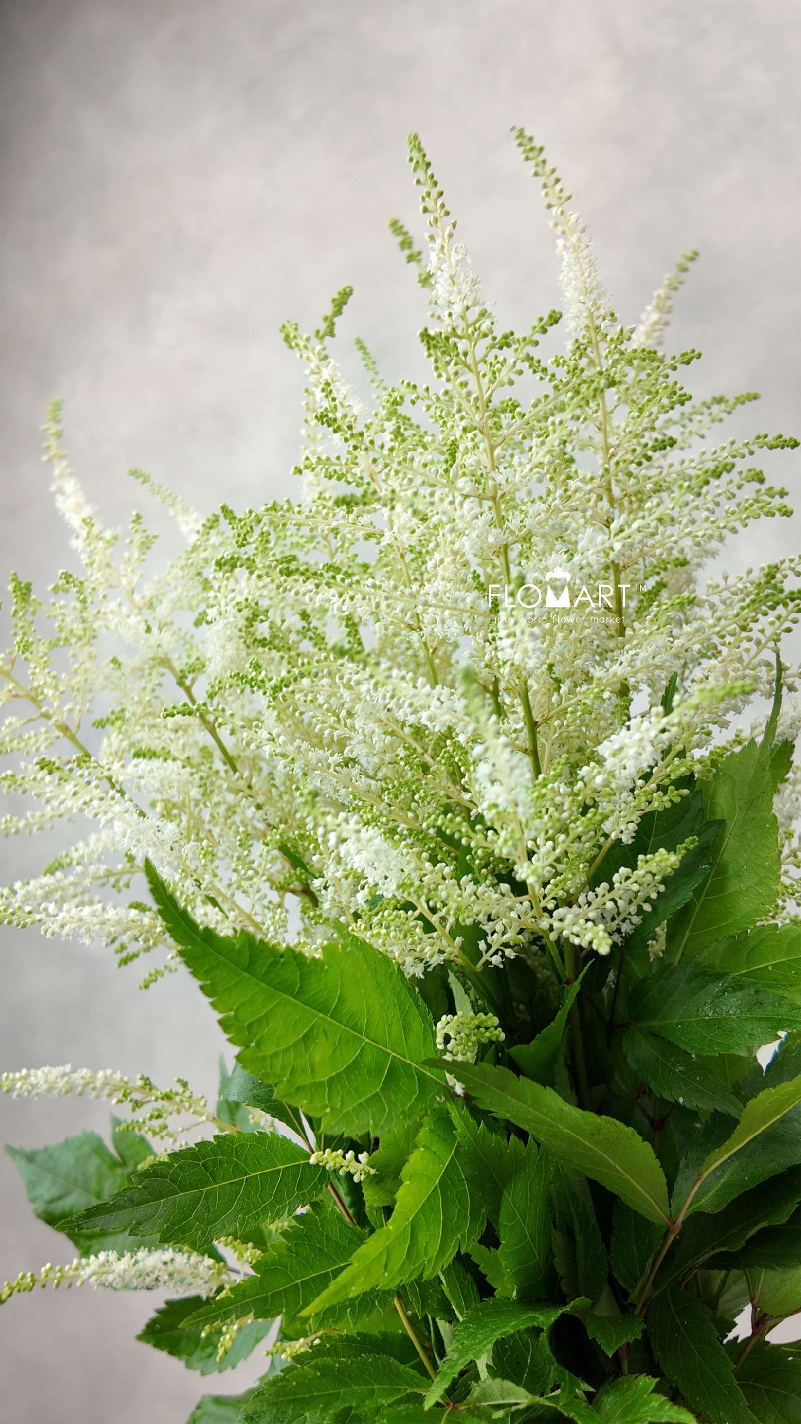 Astilbe Washington - Image 1