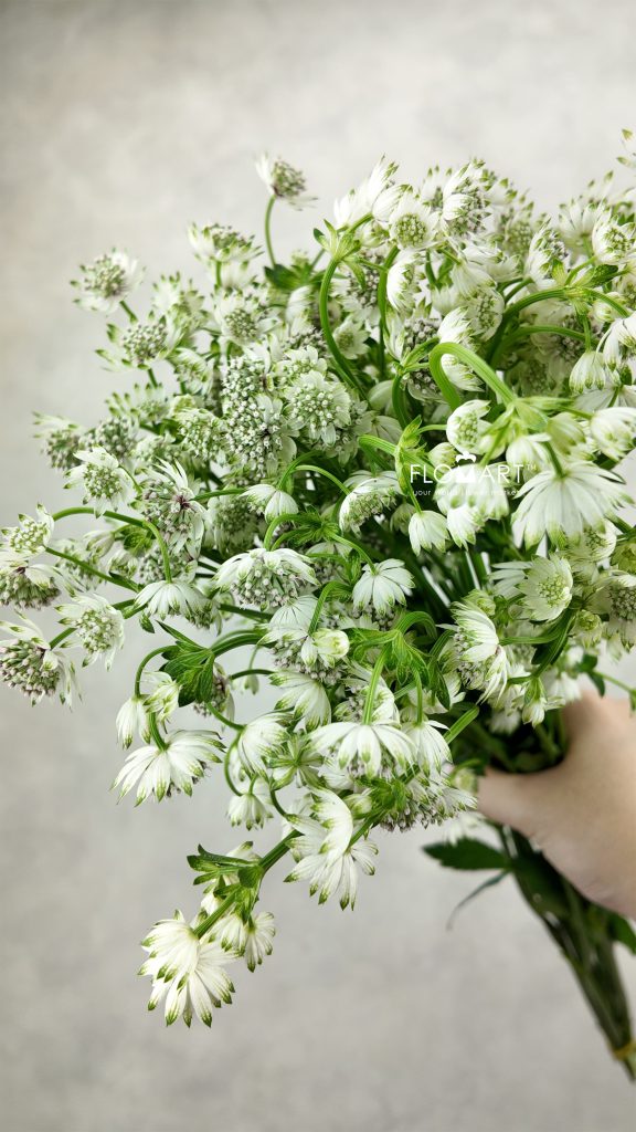Astrantia Billion Star
