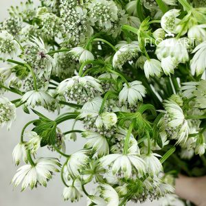 Astrantia Billion Star
