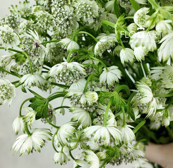 Astrantia Billion Star