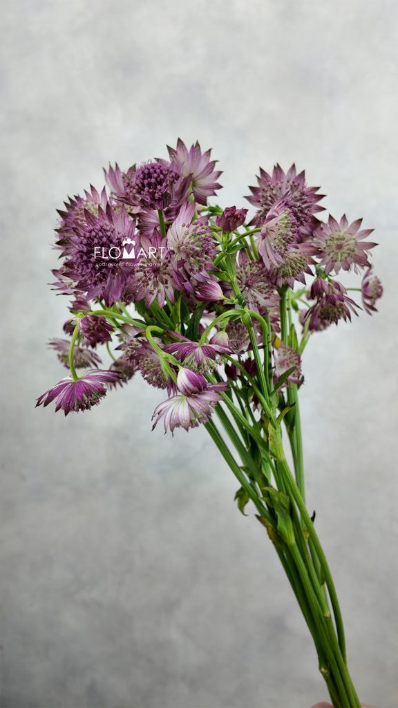 Astrantia Roma