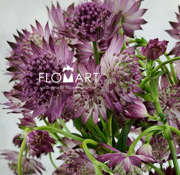 Astrantia Roma