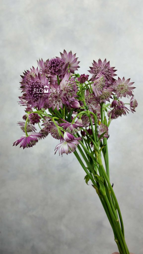 Astrantia Roma