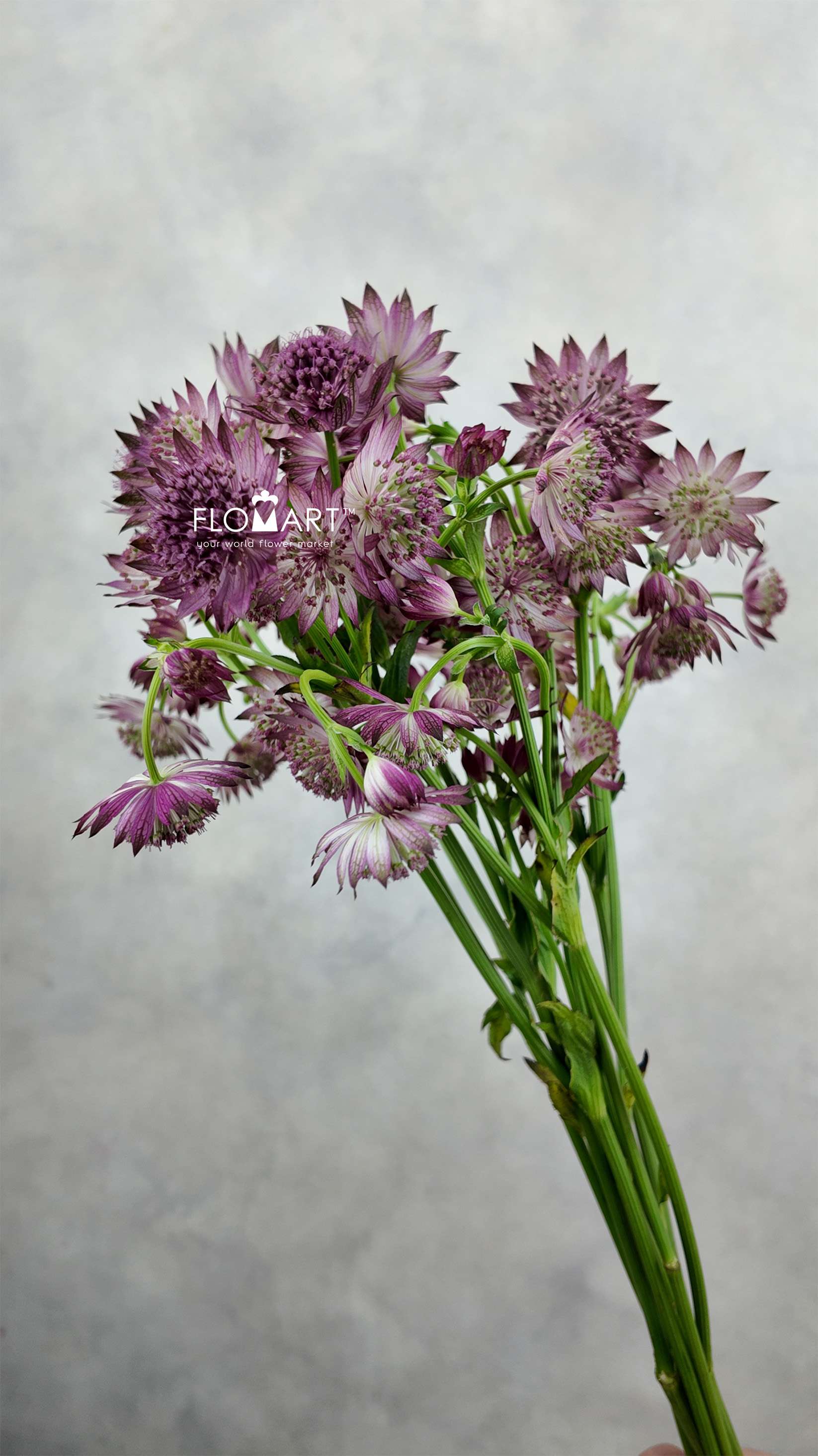Astrantia Roma - Image 1
