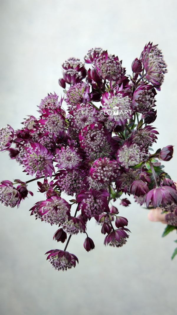 Astrantia Star of Love