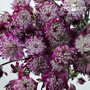 Astrantia Star of Love