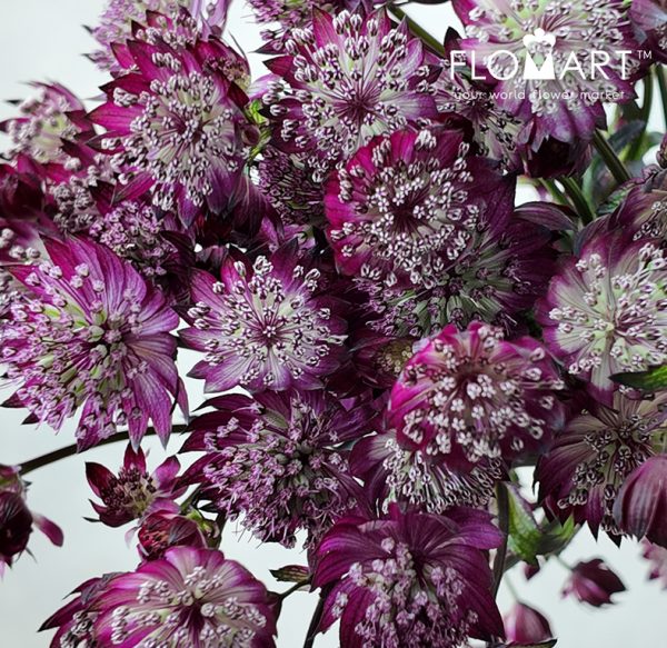 Astrantia Star of Love