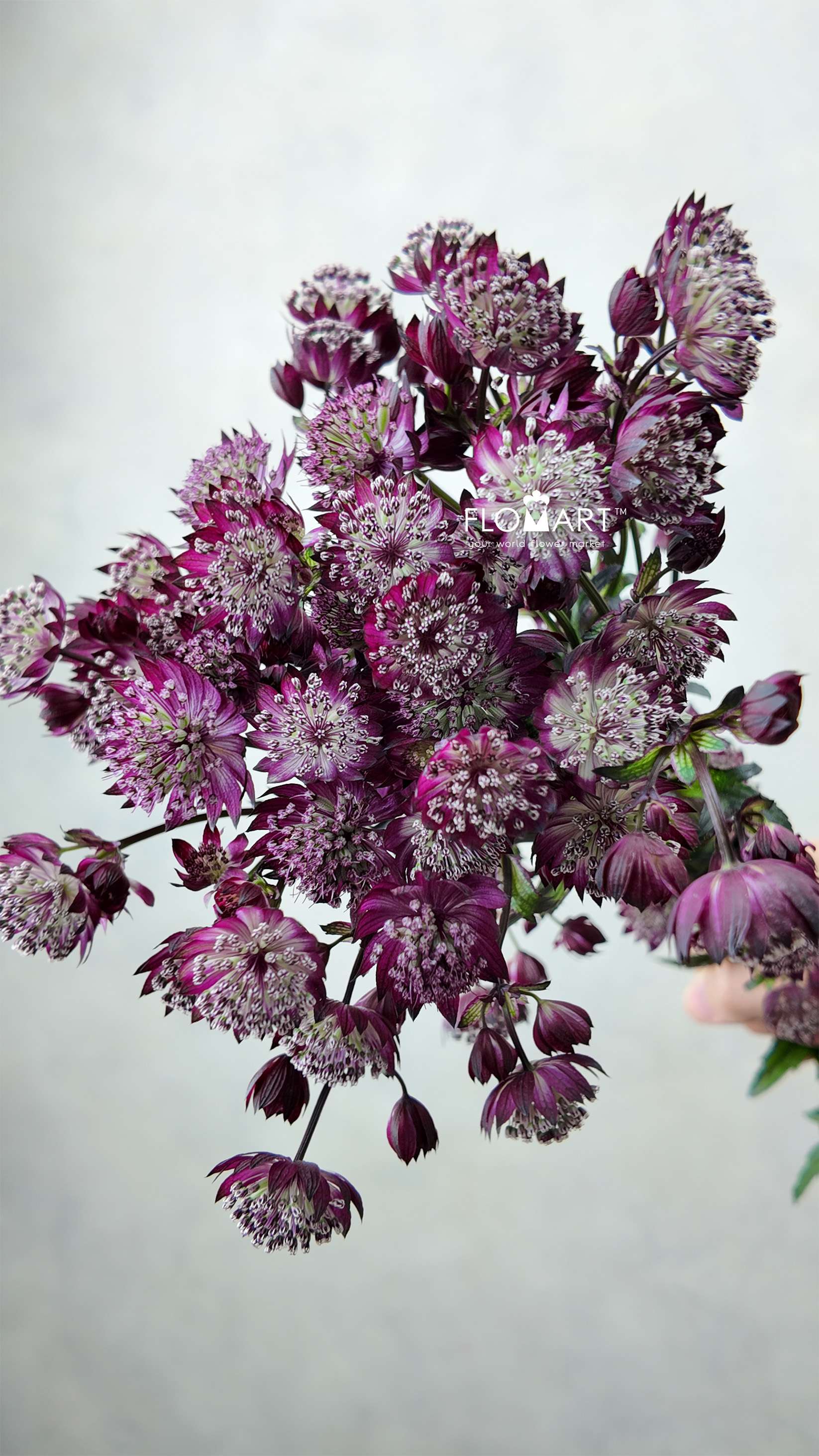 Astrantia Star of Love - Image 1
