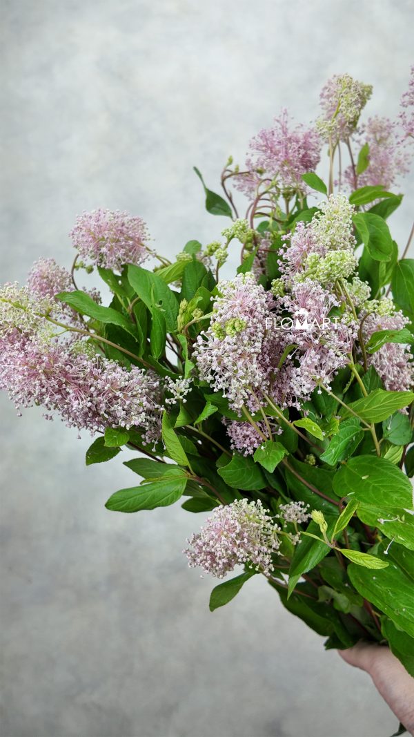 Australian Tea Tree Australian Tea Tree