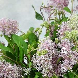 Australian Tea Tree