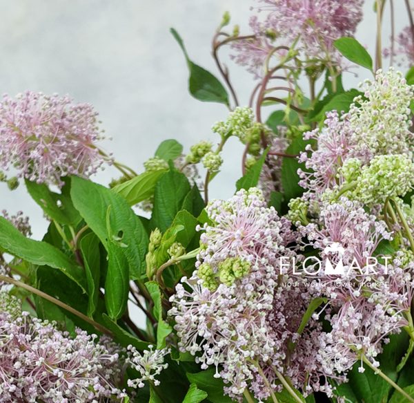 Australian Tea Tree