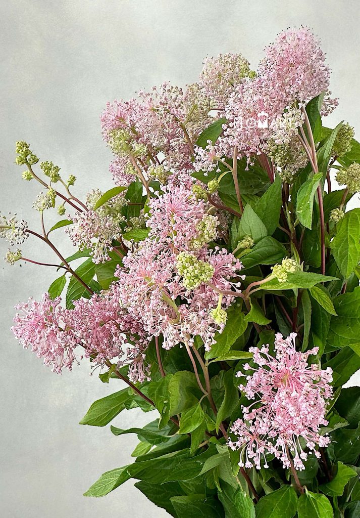 Australian Tea Tree