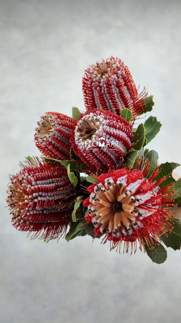 Banksia Coccinea Banksia Coccinea