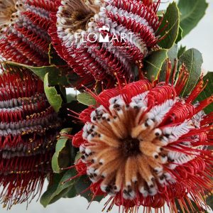 Banksia Coccinea