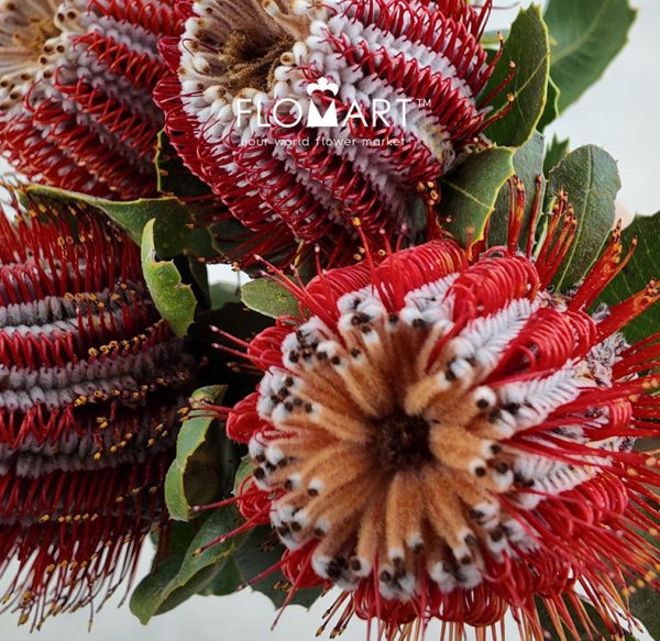 Banksia Coccinea