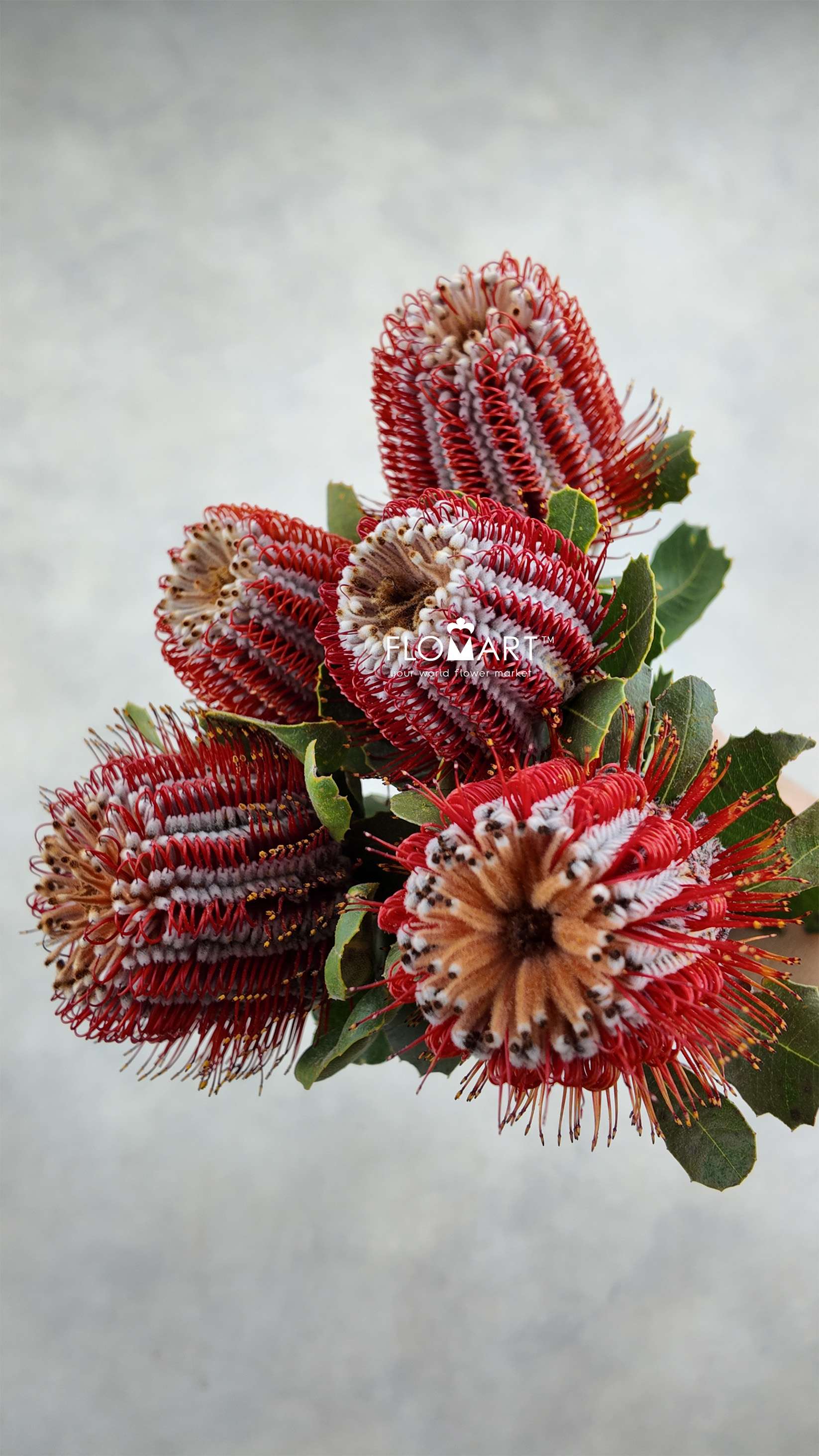 Banksia Coccinea - Image 1