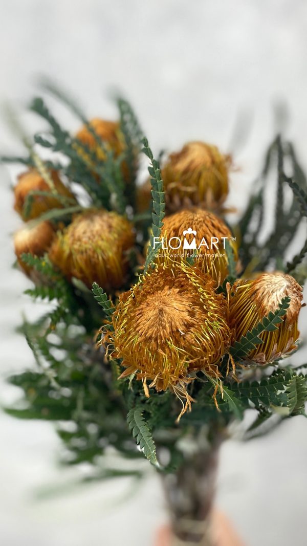 Banksia Dryandra Formosa