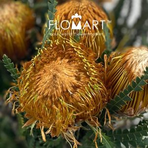 Banksia Dryandra Formosa