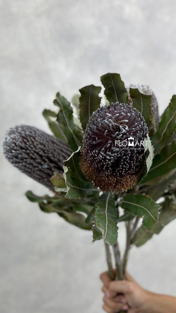 Banksia Menziesii Banksia Menziesii