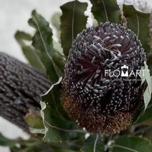 Banksia Menziesii