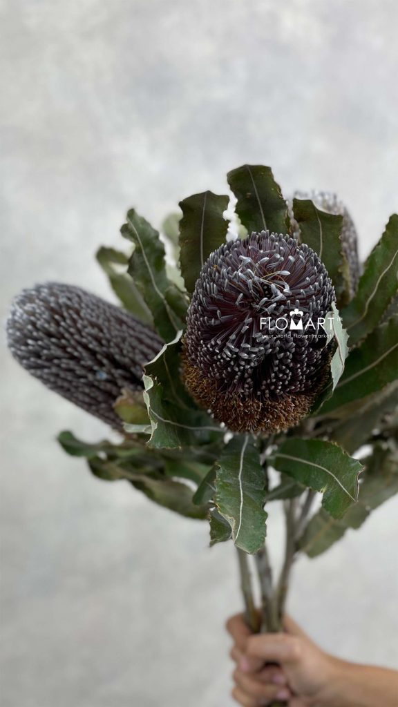 Banksia Menziesii