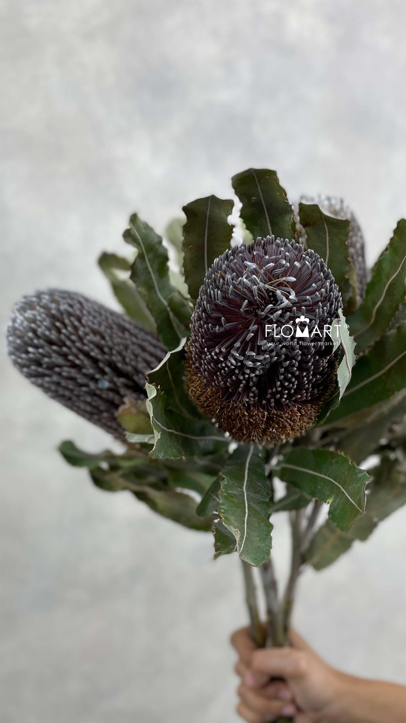 Banksia Menziesii - Image 1