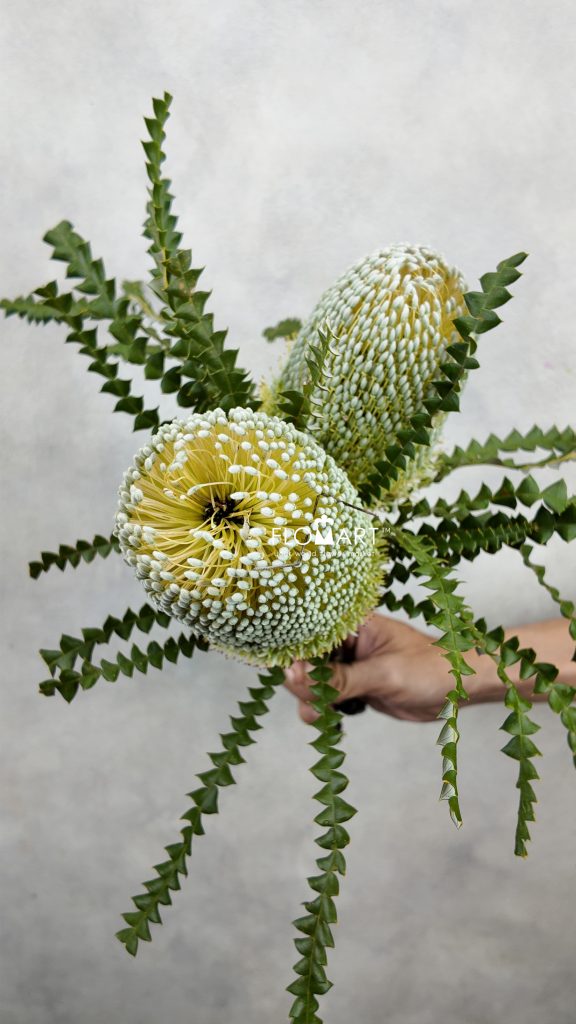Banksia Speciosa Green