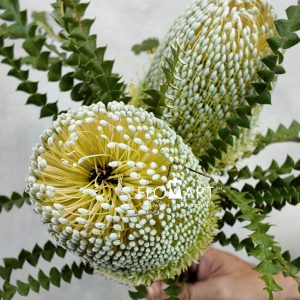 Banksia Speciosa Green