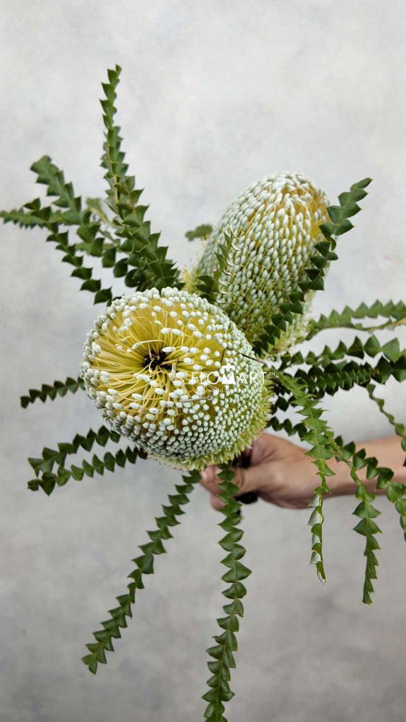 Banksia Speciosa Green