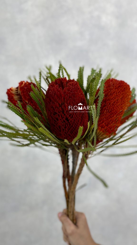 Banksia dyed Orange