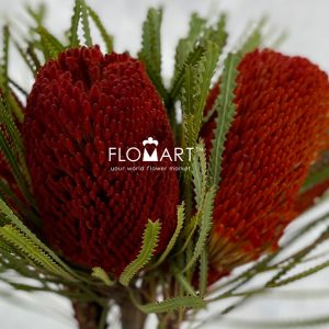 Banksia dyed Orange