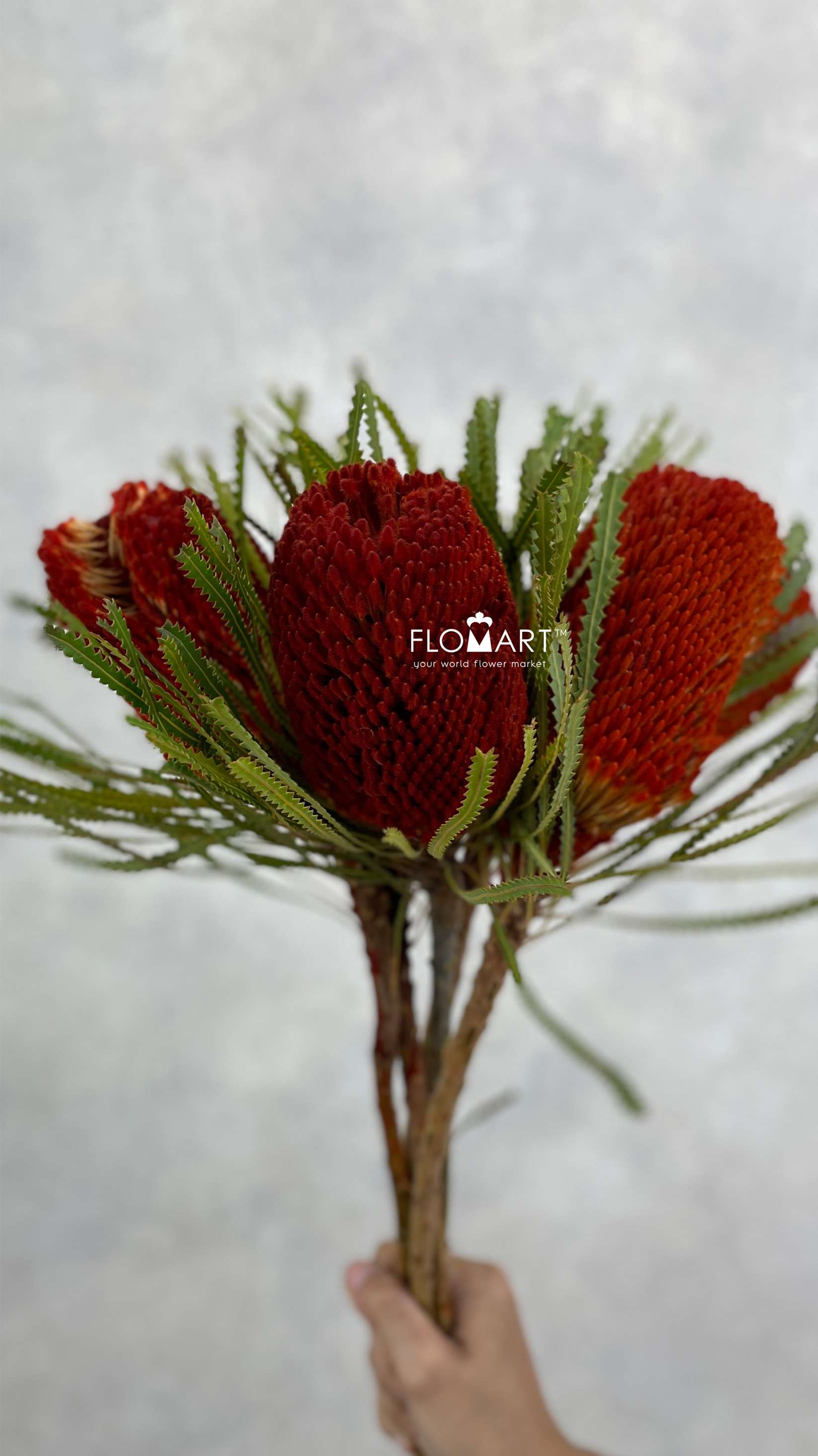 Banksia dyed Orange - Image 1