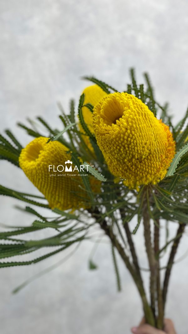 Banksia dyed Yellow