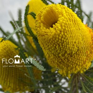 Banksia dyed Yellow