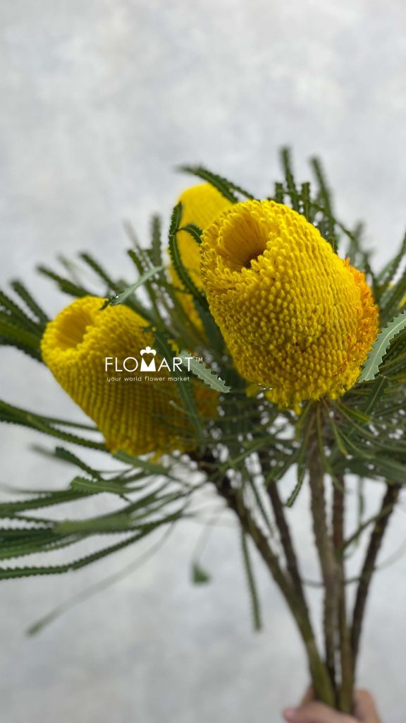 Banksia dyed Yellow