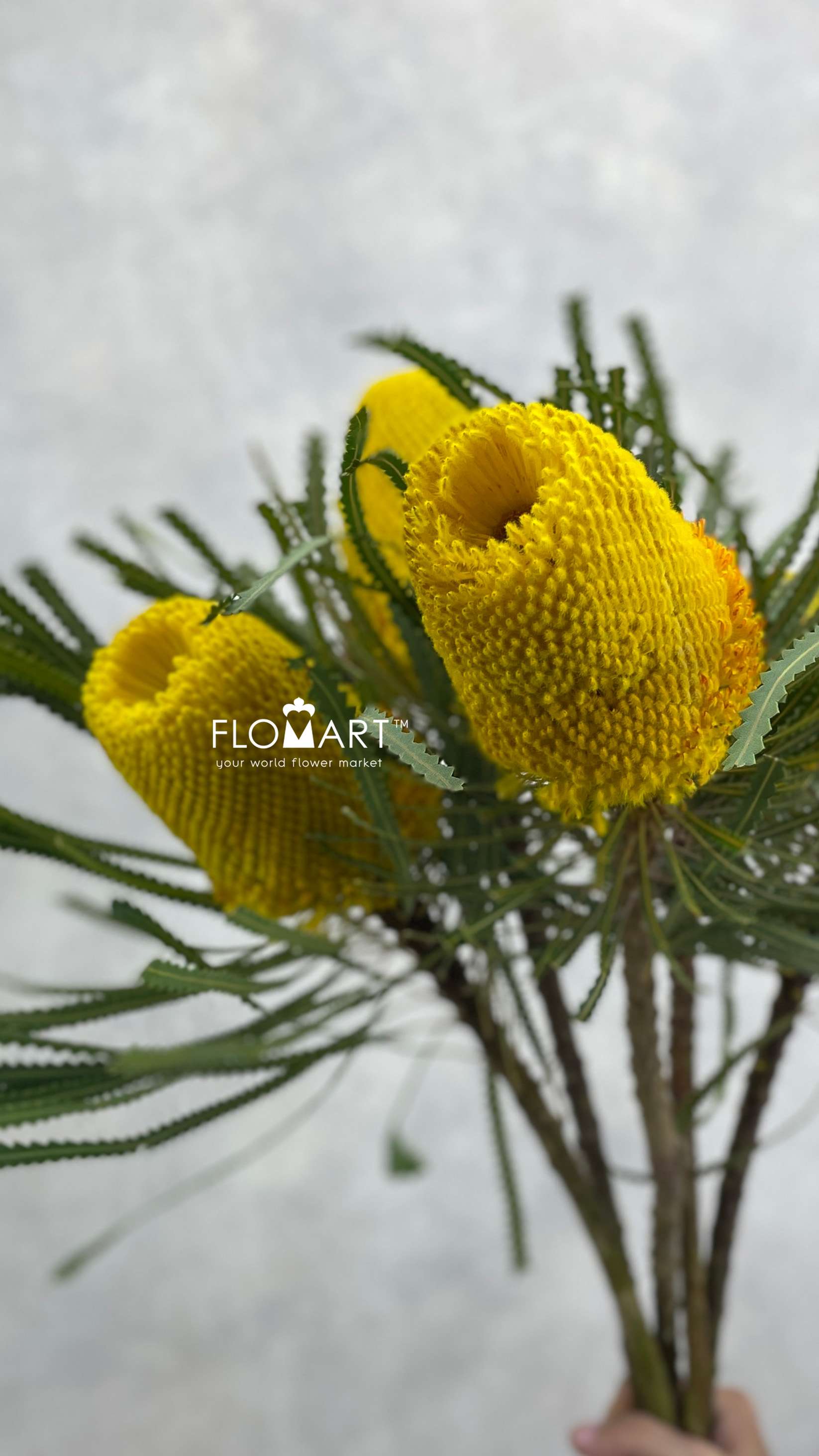 Banksia dyed Yellow - Image 1
