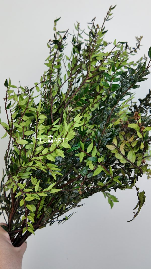 Batang Merah Batang Merah