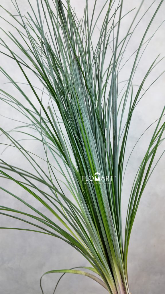 Beargrass