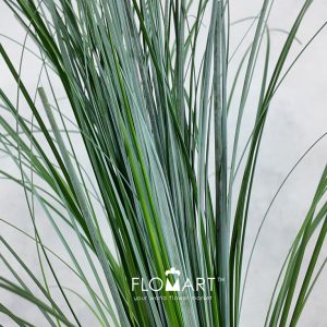 Beargrass